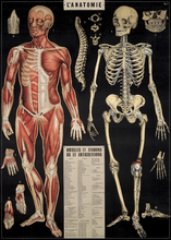Charger l&#39;image dans la galerie, Affiche&quot; Anatomie&quot;
